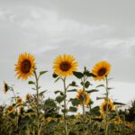 marina-reich-Ytw2Q3uBIi8-unsplash